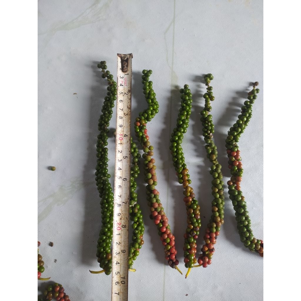 BIBIT LADA PERDU SAMBUNG MELADA