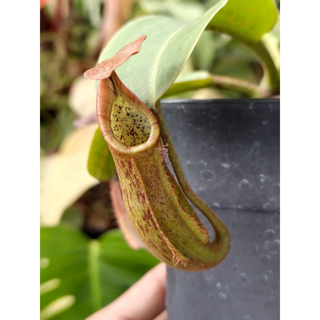 N. (veitchii x boschiana) x LVBMC