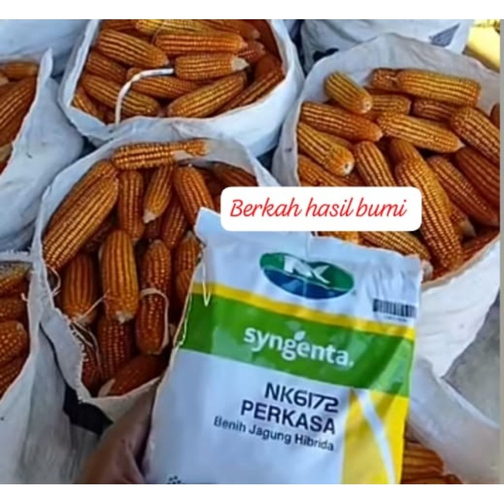 Grosir 1kg BENIH JAGUNG F2 DR SYNGENTA NK 6172 PERKASA SIAP TANAM
