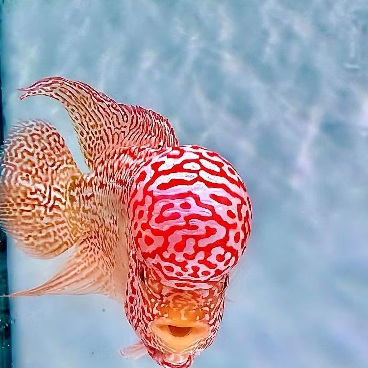 burayak louhan kamfa gen gb paket 5e ukuran 3-5cm