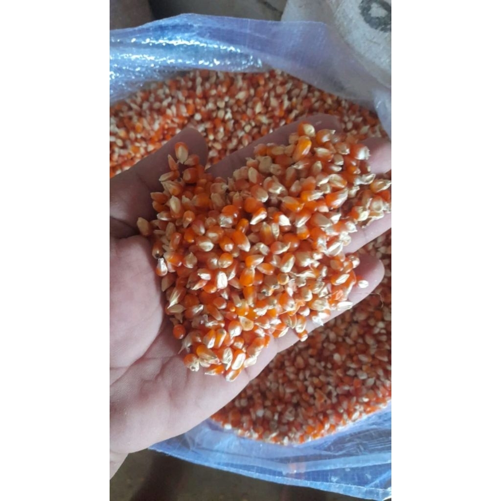 BENIH JAGUNG KRISTAL SUPER/JAGUNG UNYIL 1KG