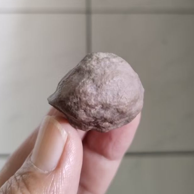 Kemiri Adu Muncang Adu Jayanti Sapi Silang MD Extreme Urgen Size Kecil