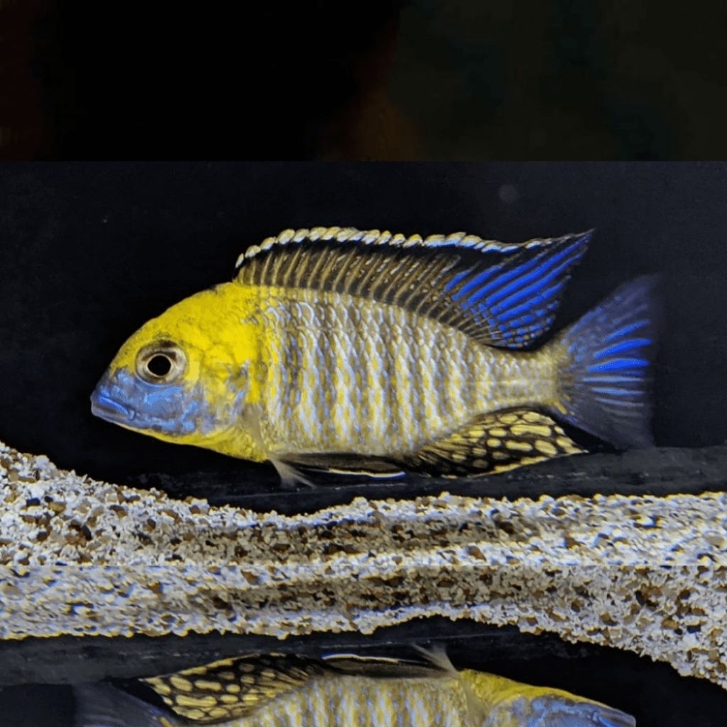 Lethrinops sp. "Yellow collar" harbour | Harbour Cichlid | Cichlid Afrika