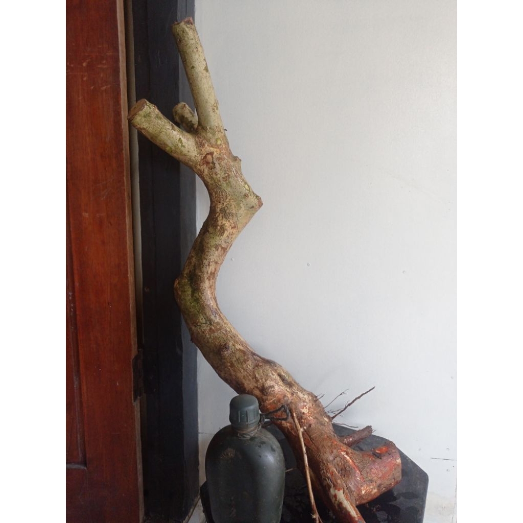 bahan bonsai wahong singkil besar