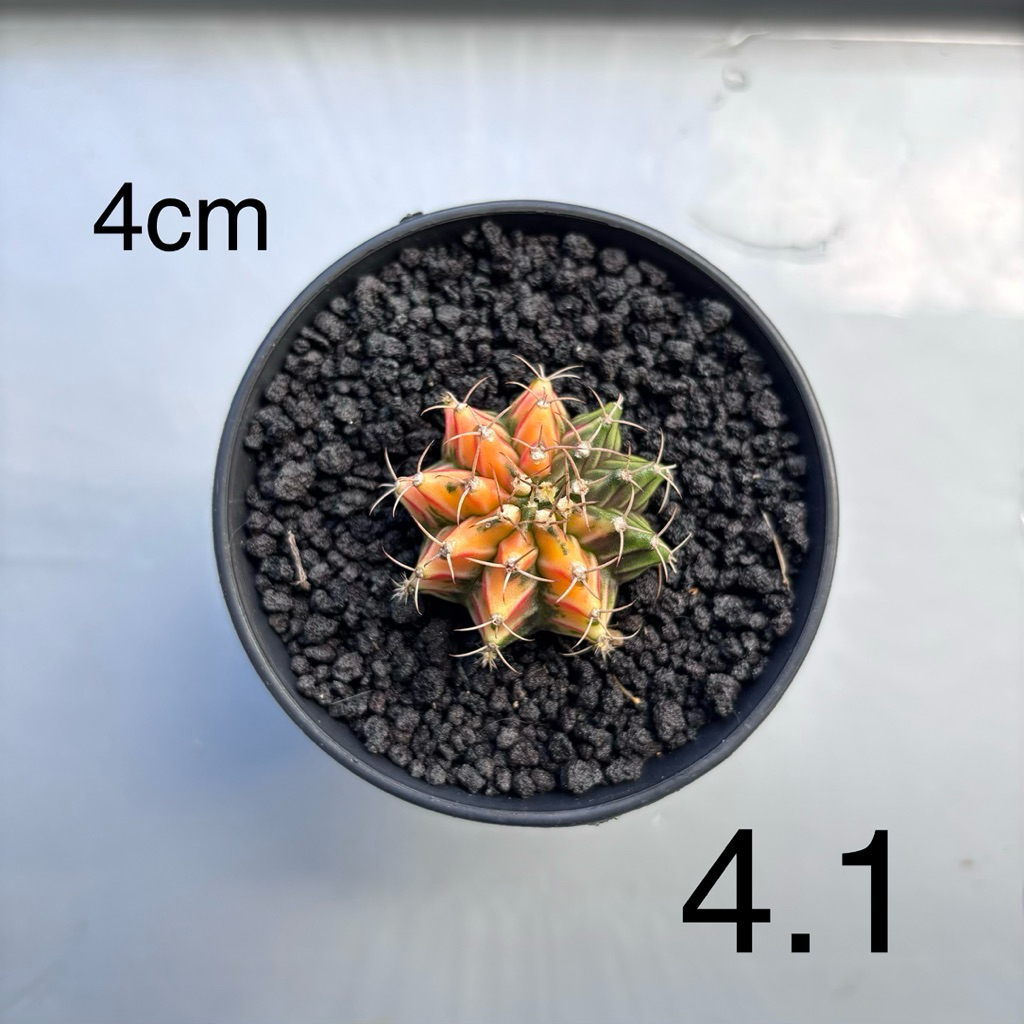 Gymnocalycium mihanovichii varigata