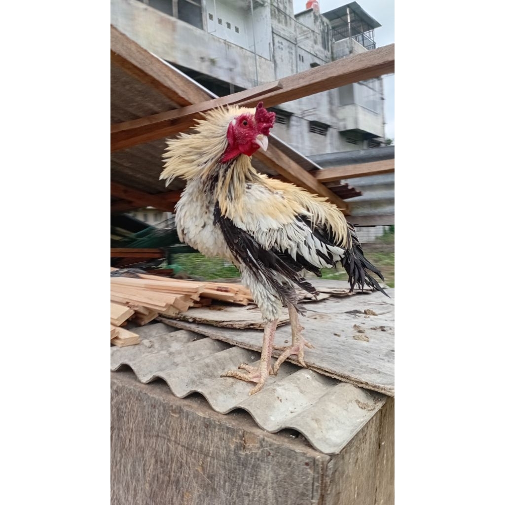 ayam siam. bulu walik. bulu keriting. jenis bk mangon