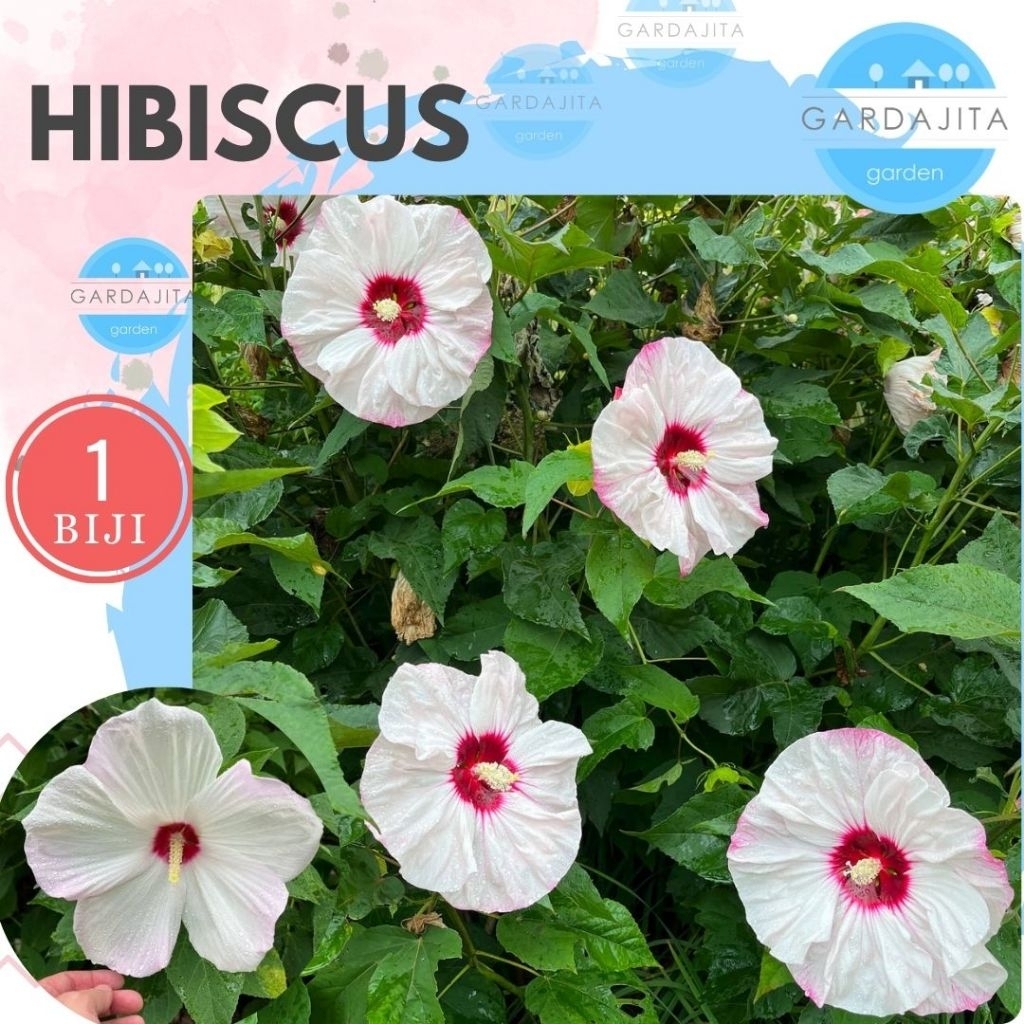 Benih HIBISCUS WHITE Biji Bibit Bunga Kembang Sepatu