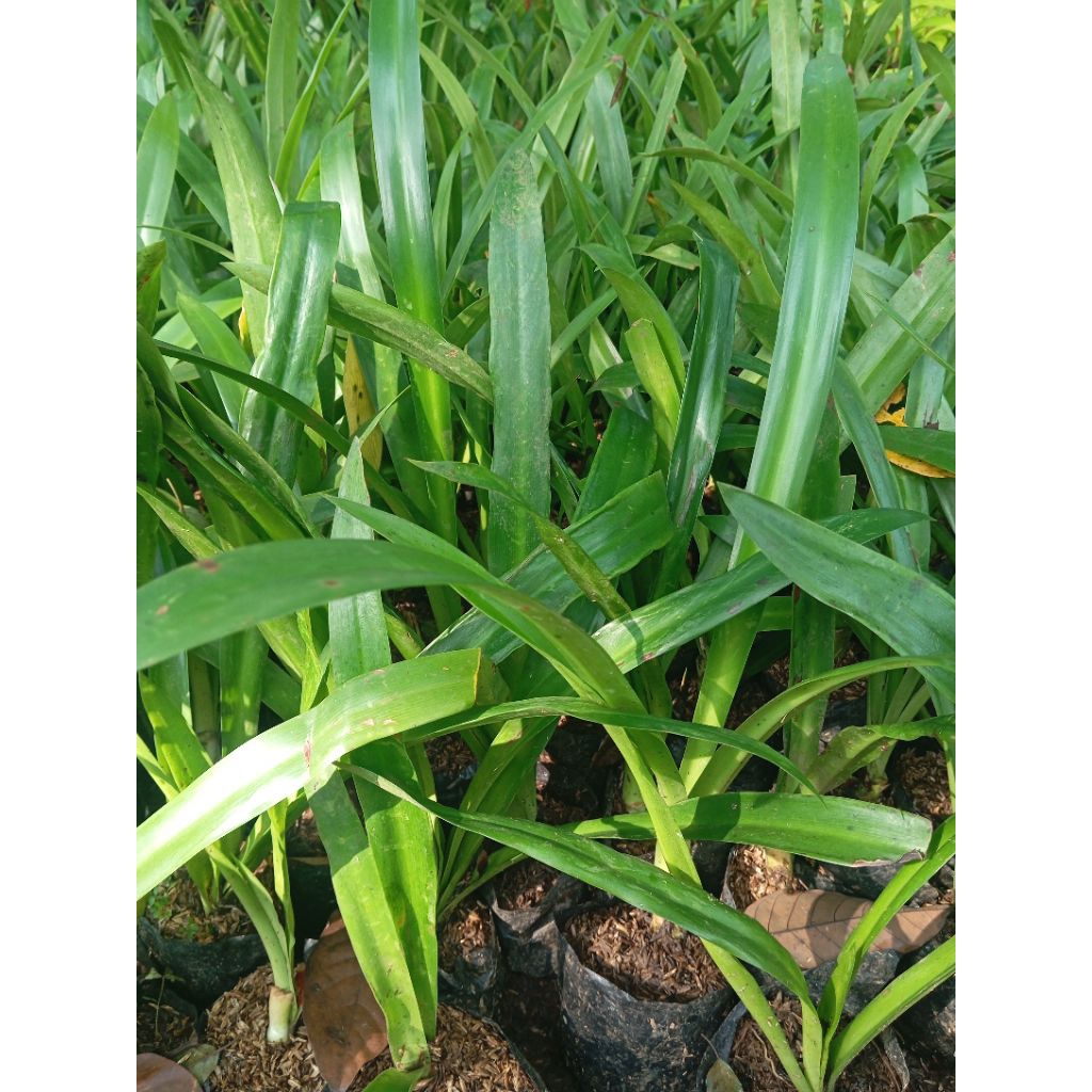 Amarilis bunga putih /Bakunglele bakung amarilis bunga putih Bakung lele