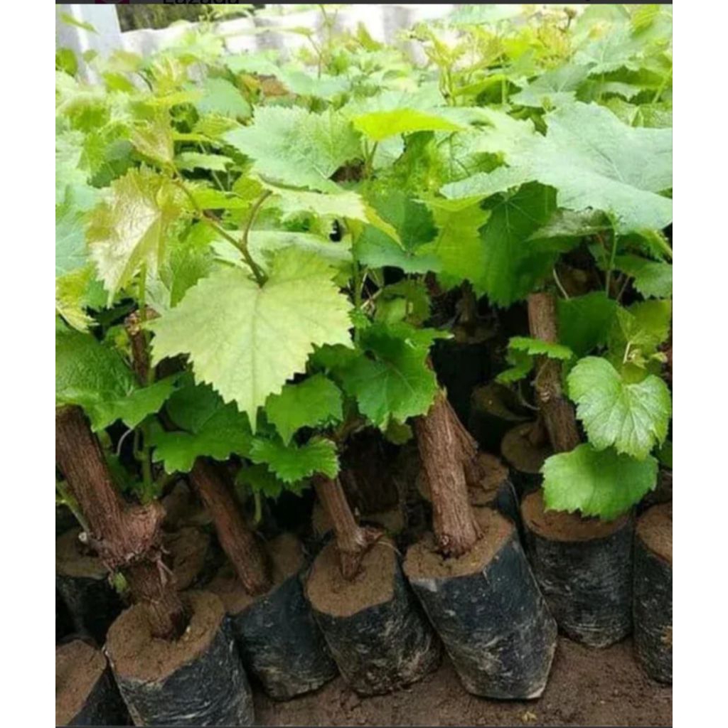 Bibit Anggur Hitam Mini Lokal