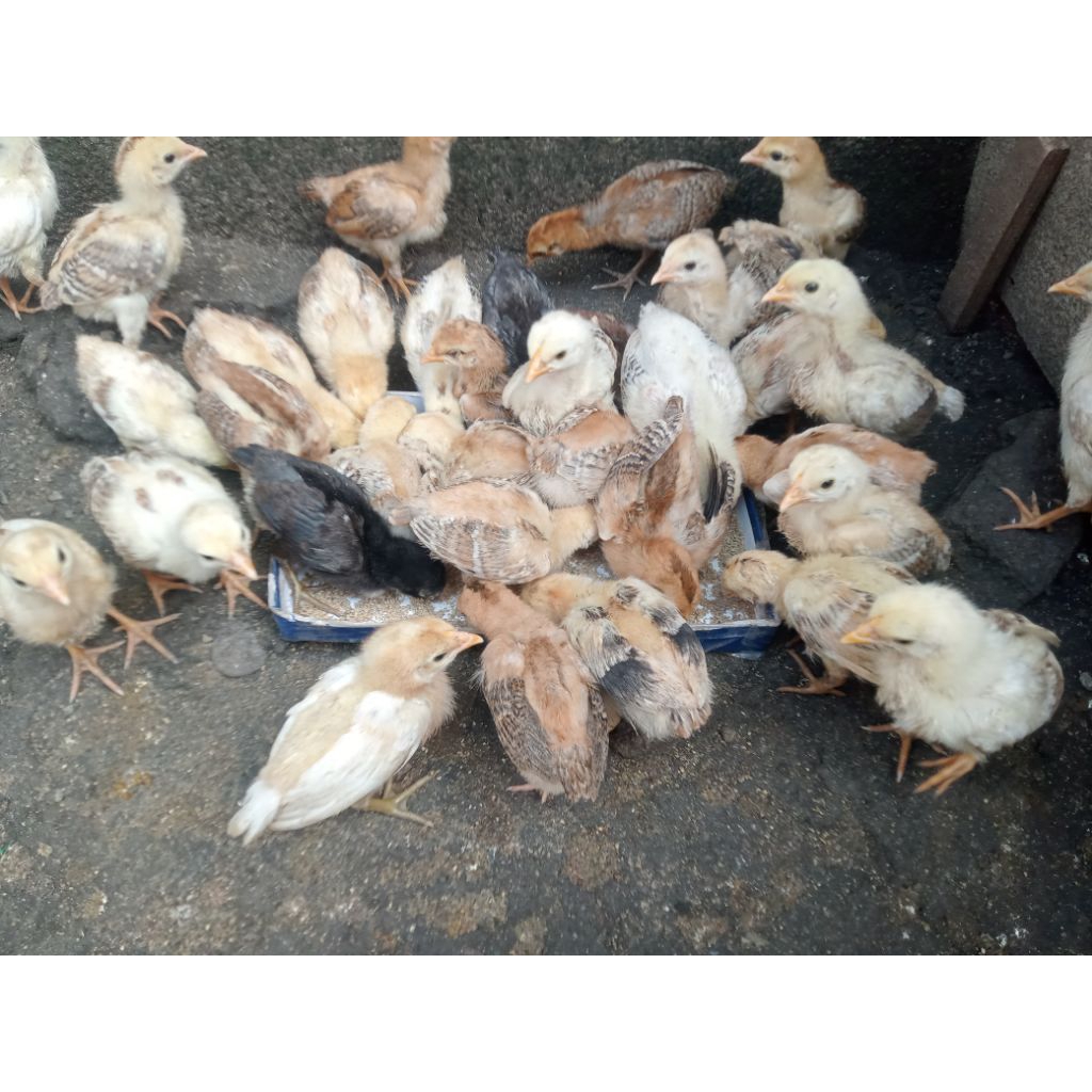 Ayam kampung asli umur 1 bulan