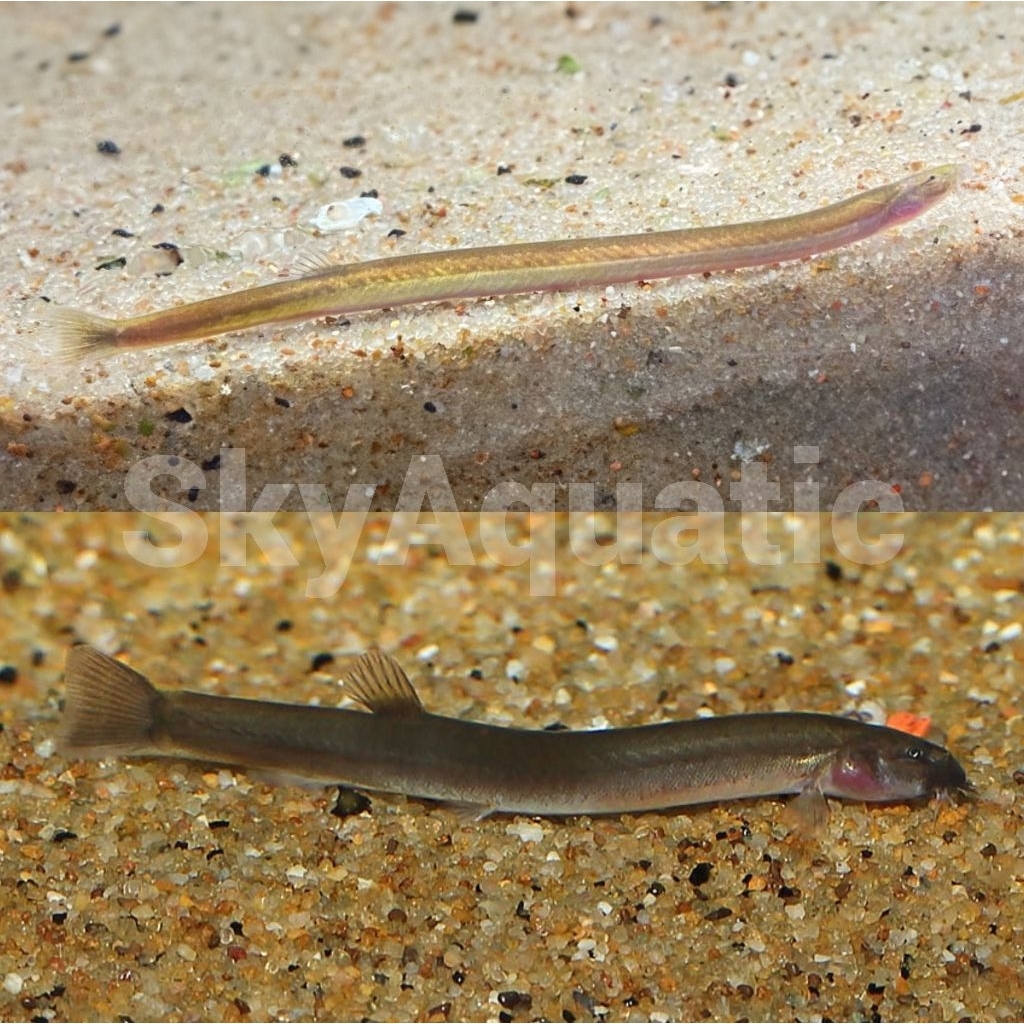 hiasan aquarium kuhli loach silver/black aquascape