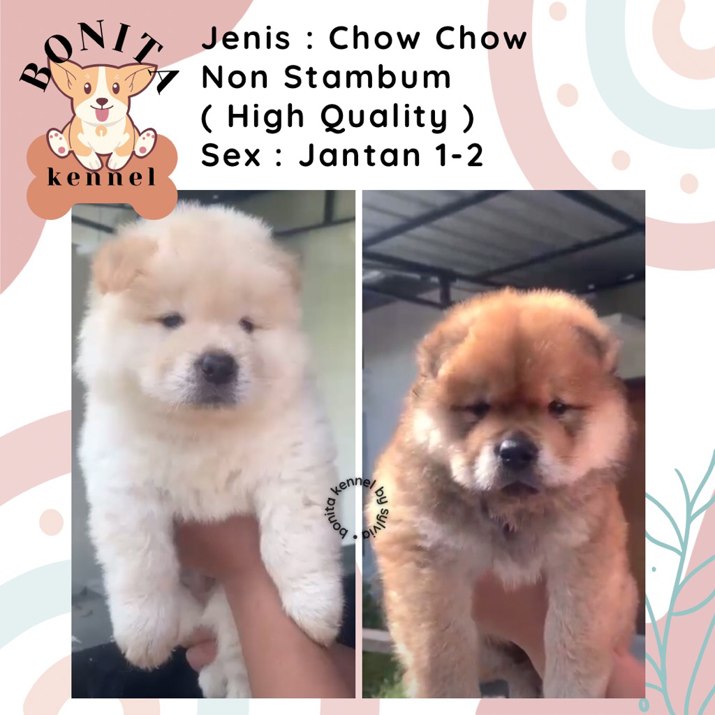 Chow Chow Non Stambum Anjing Chow Chow Jantan Betina
