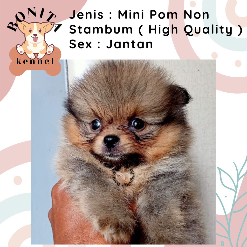 Mini Pom Jantan Betina Particolor Sable Anak Anjing Minipom Mini Pomeranian