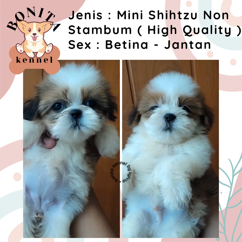 Mini Shihtzu Non Stambum Anak Anjing Mini Shih Tzu Shitzu Sitzu Jantan Betina