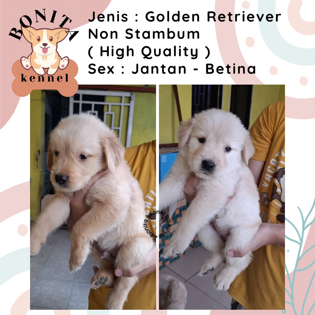 Golden Retriever Non Stambum Anak Anjing Golden Jantan Betina Big Bone