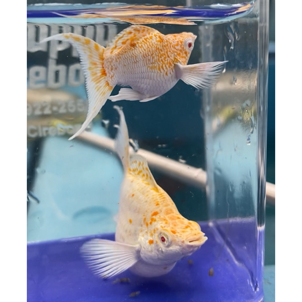 Molly albino sakura gold spot hiasan aquarium