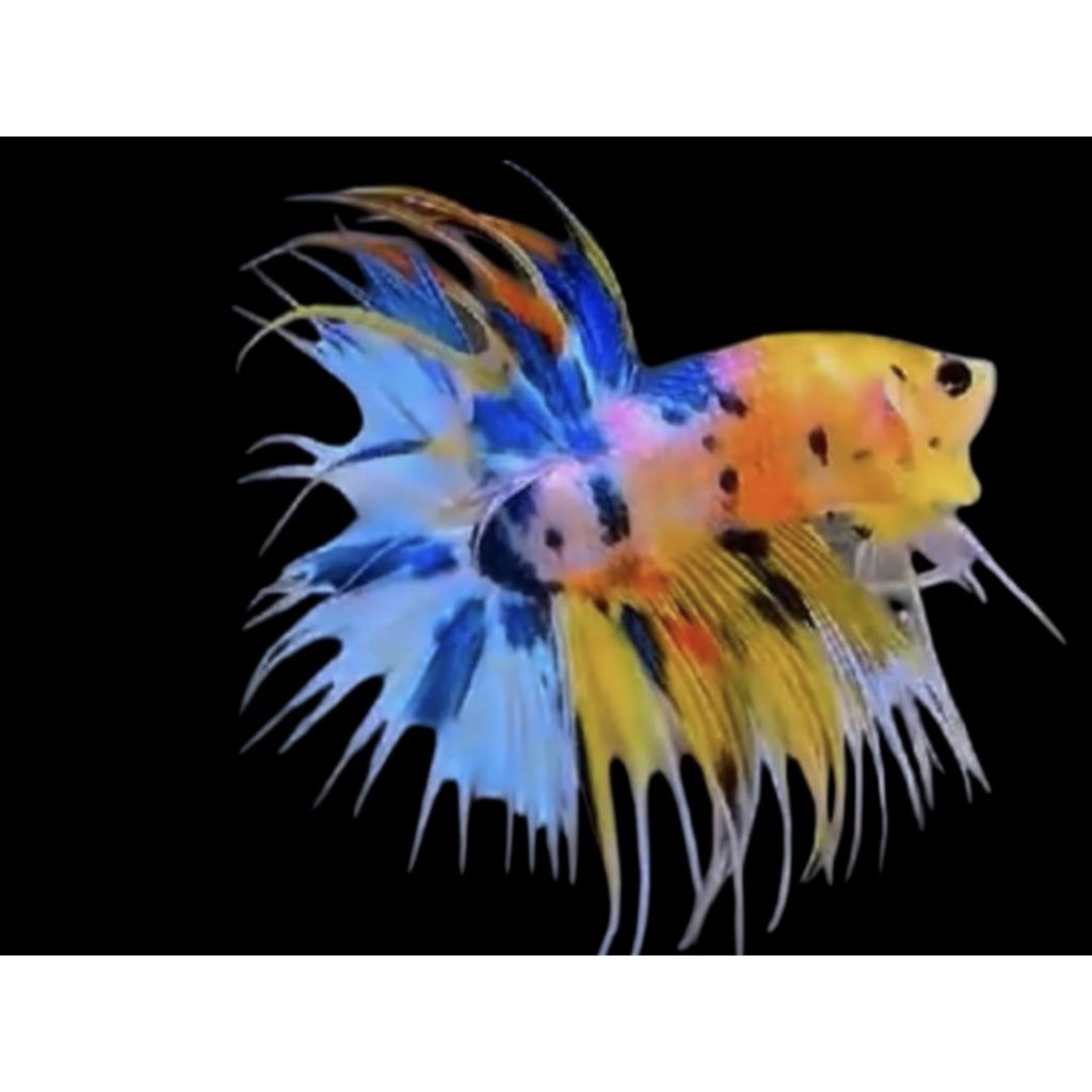 IKAN CUPANG CT MULTI + CUPANG CROWNTAIL MULTICOLOR