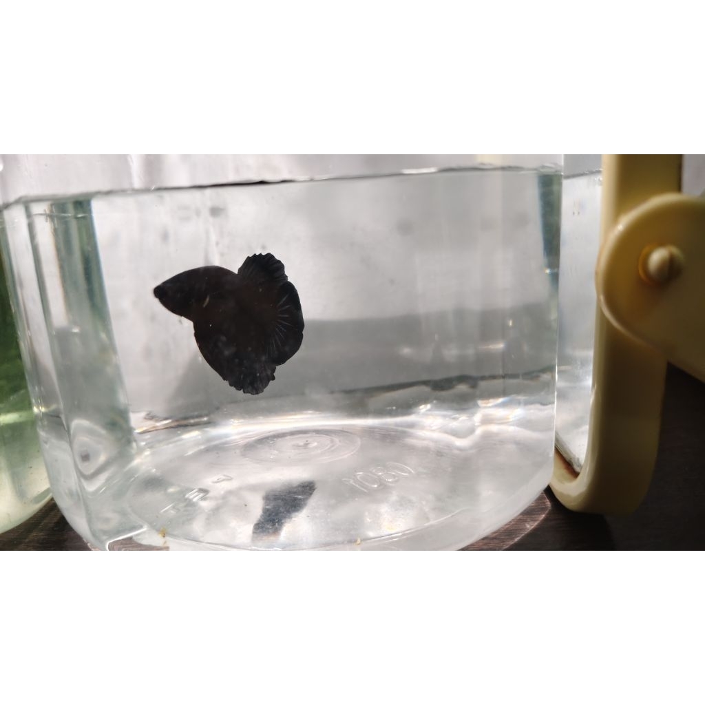 Ikan Cupang halfmoon dan plakat Super Black - Warna Hitam Pekat, Mental Galak, Siap Berenang