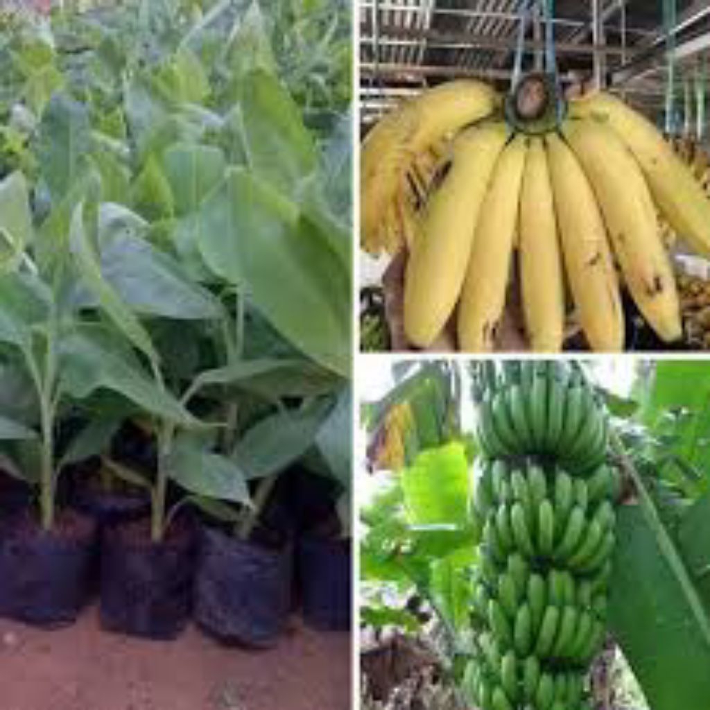 bibit pisang raja bulu#raja temen#raja sajen#raja manten