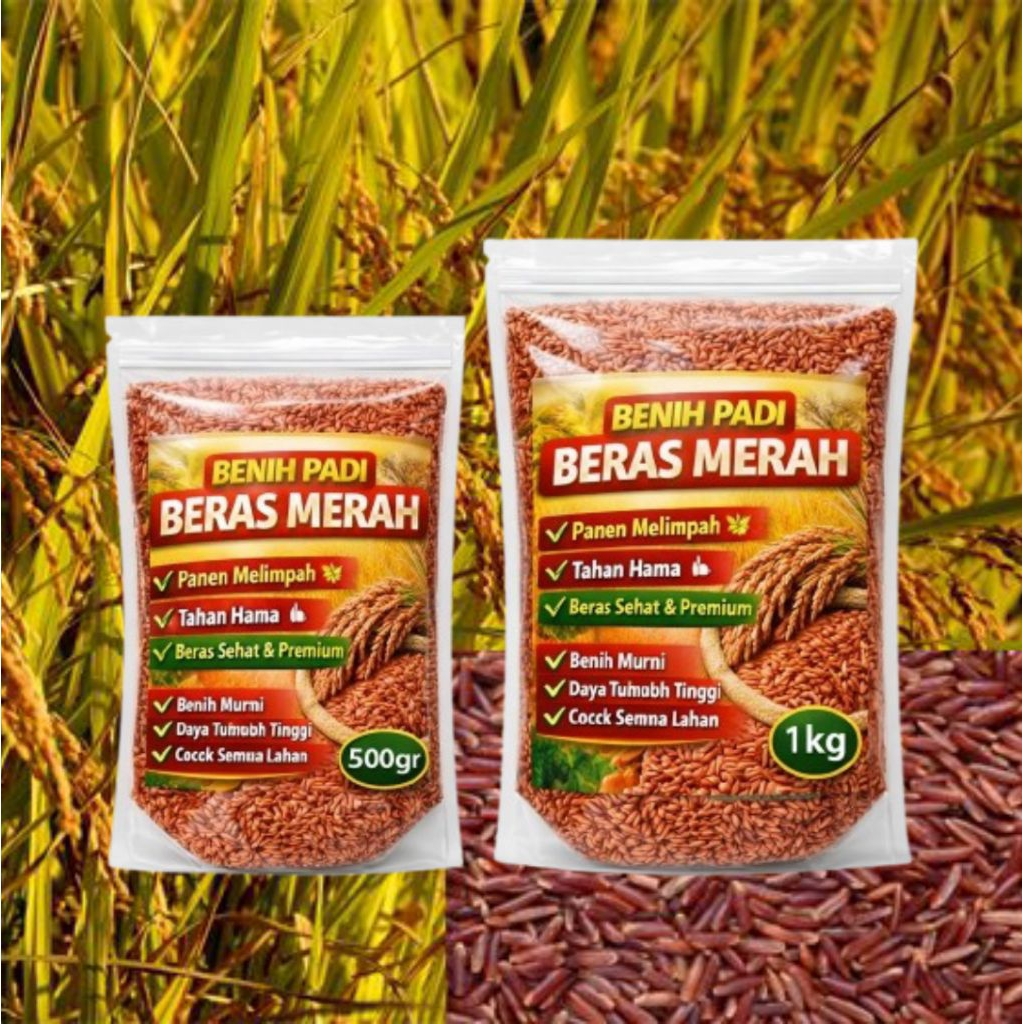 benih padi beras merah asli 100% bibit unggul beras merah