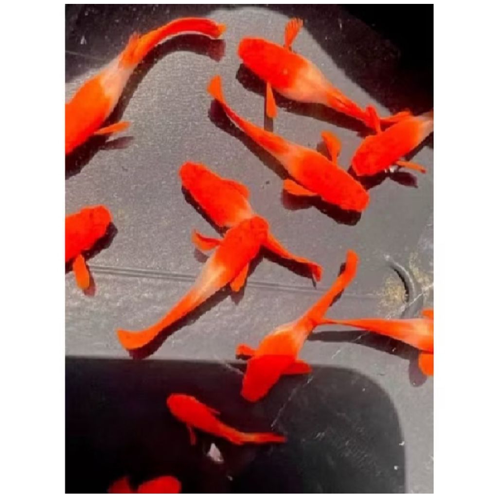 GUPPY ALBINO KOI RED EAR PAIR