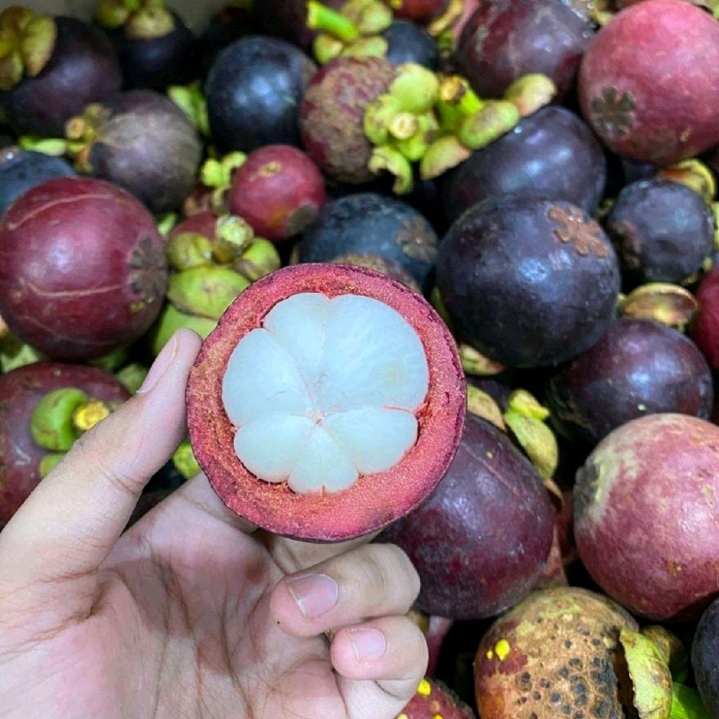 Buah manggis lokal manggis manis segar 1 kg