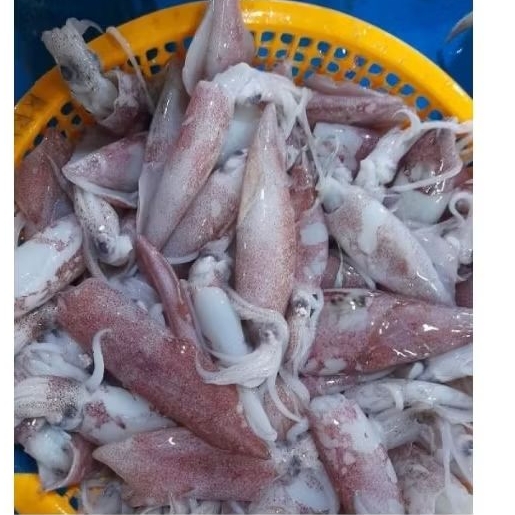 Cumi Seafood tinta hitam Segar 500 gram - 1 KG