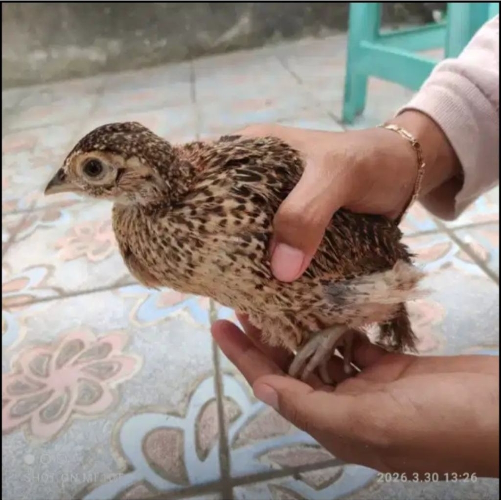 Ayam Hias Ringneck Pheasant Merah Dan Hijau Usia 1,5 Bulan