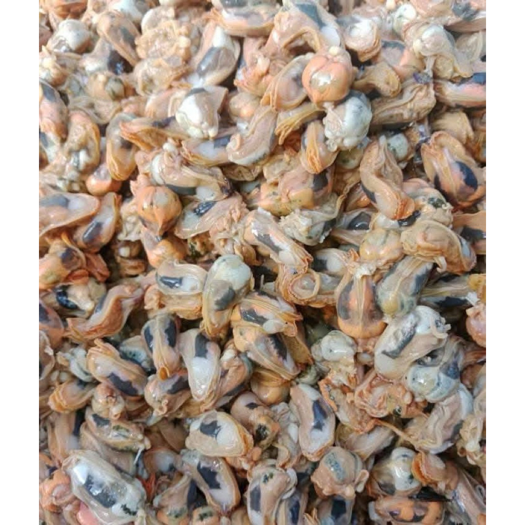 kerang kupang berat 1 kg