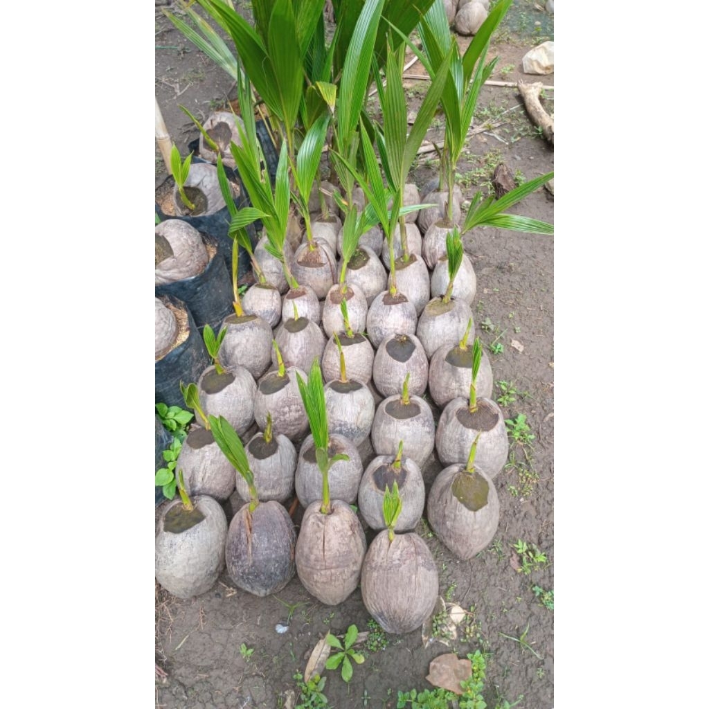 bibit kelapa genjah entok Wulung puyuh hibrida dll