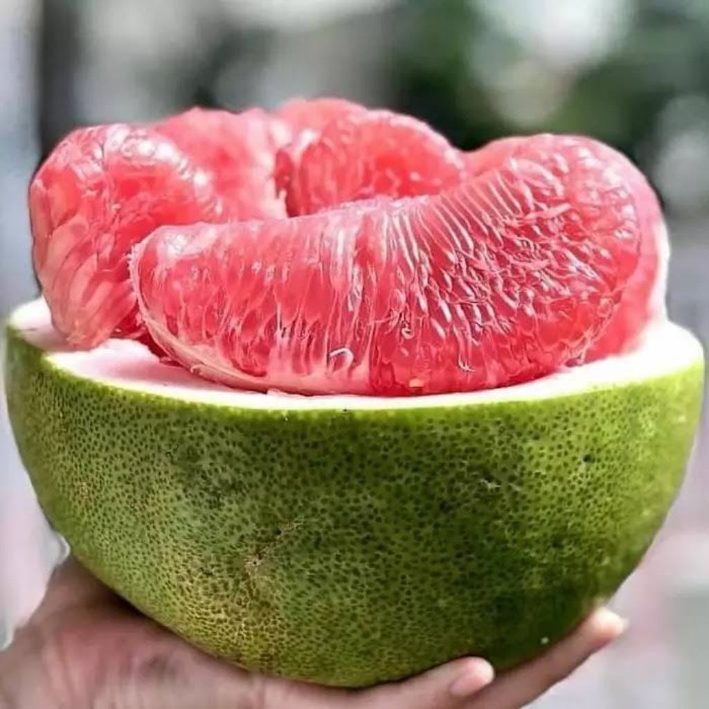 JERUK BALI MERAH JERUK PAMELO BUAH SEGAR FRESH DARI POHON LANGSUNG