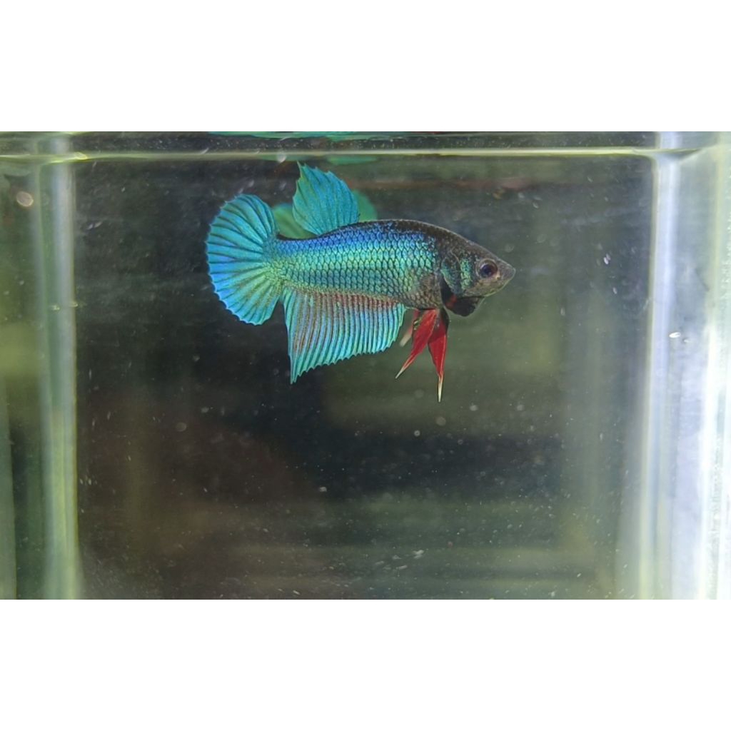 cupang betta