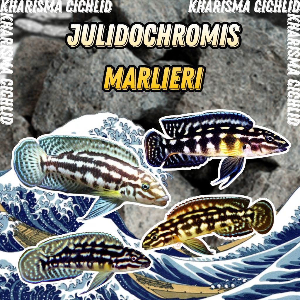 Julidochromis Marlieri / Checkerboard Julie Cichlid Tanganyika