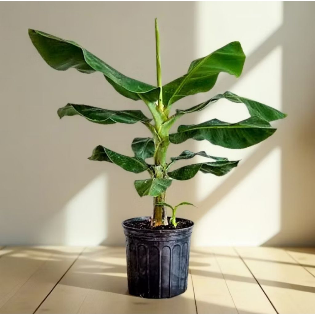 Bibit Pisang Cavendish Kerdil Dwarf Cavendish(BELI 3 GRATIS 1)