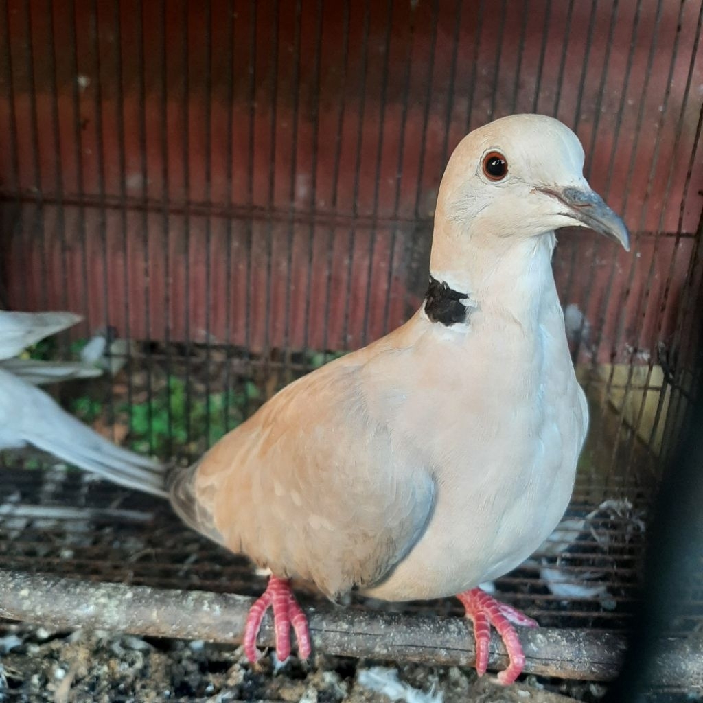 Puter pelung Jantan Gacor Pakai Ring