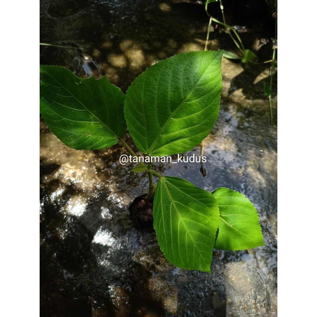 TANAMAN EKOR KUCING (tanaman herbal)