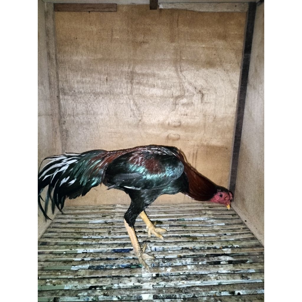 ayam Bangkok klasik