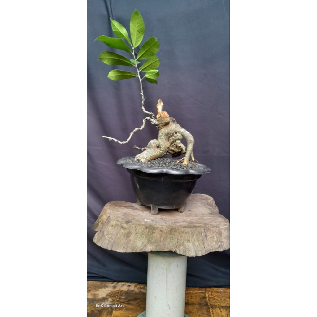 BONSAI POHON FICUS AMPLAS BOGEL/AMPLAS PUTIH