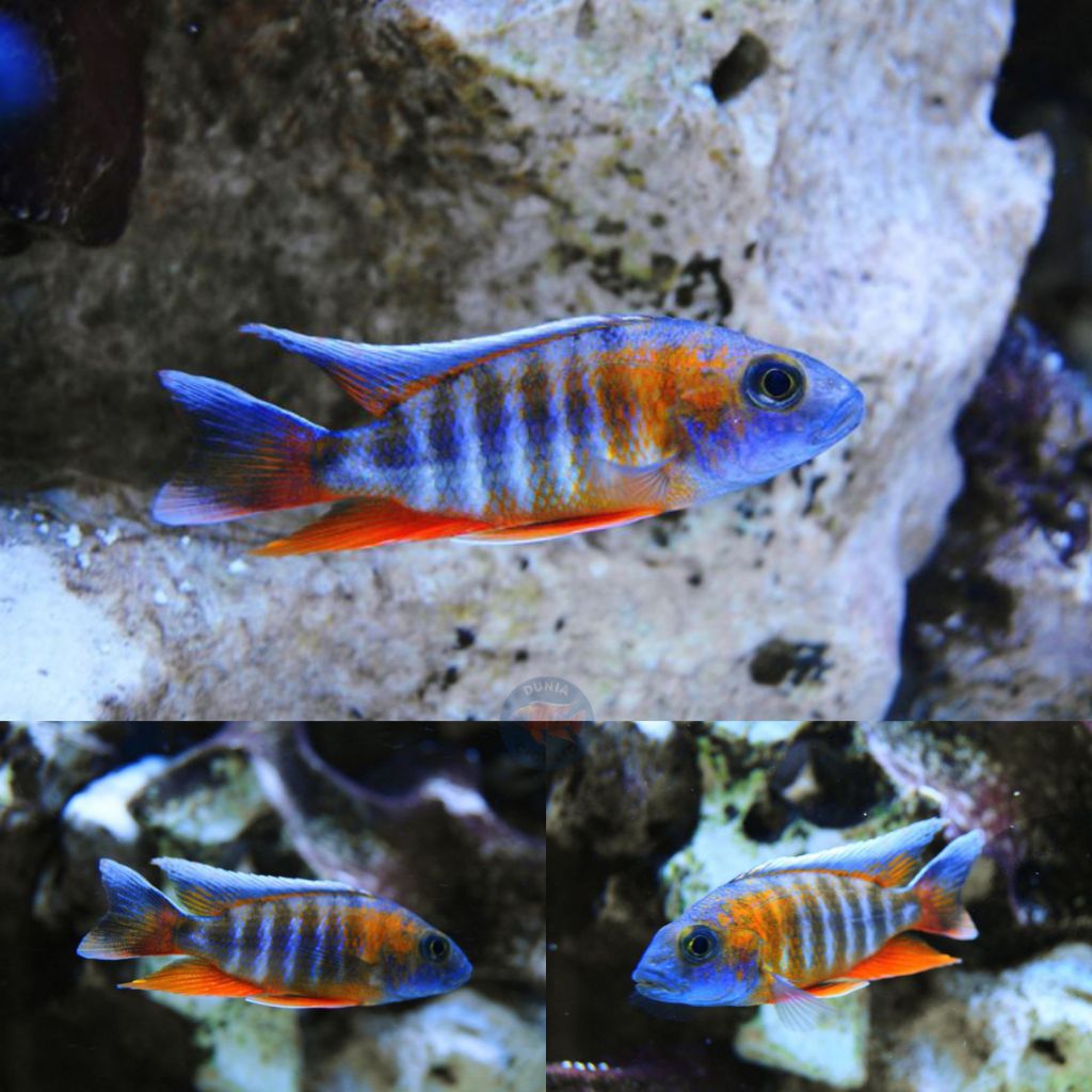 Eureka Cichlid