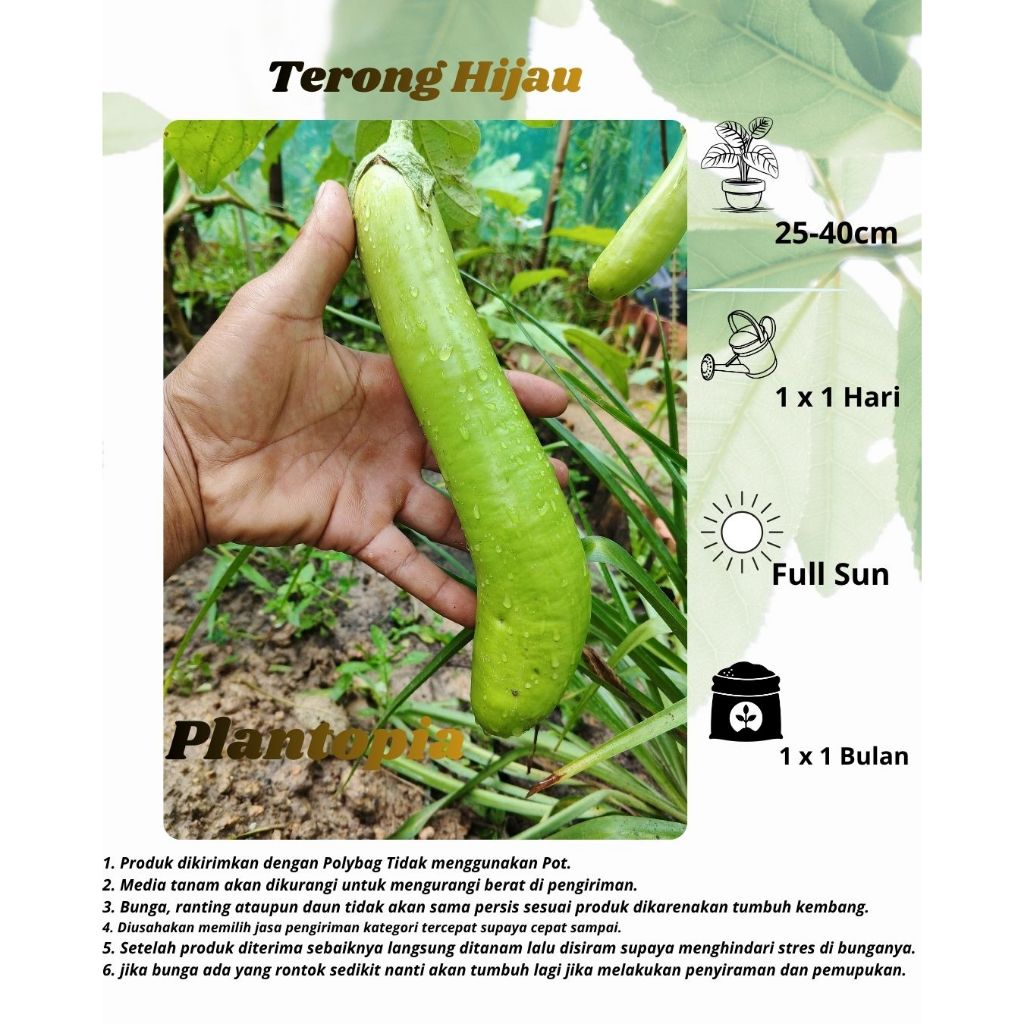 Bibit Terong Hijau - Bibit Tanaman Terong Hijau