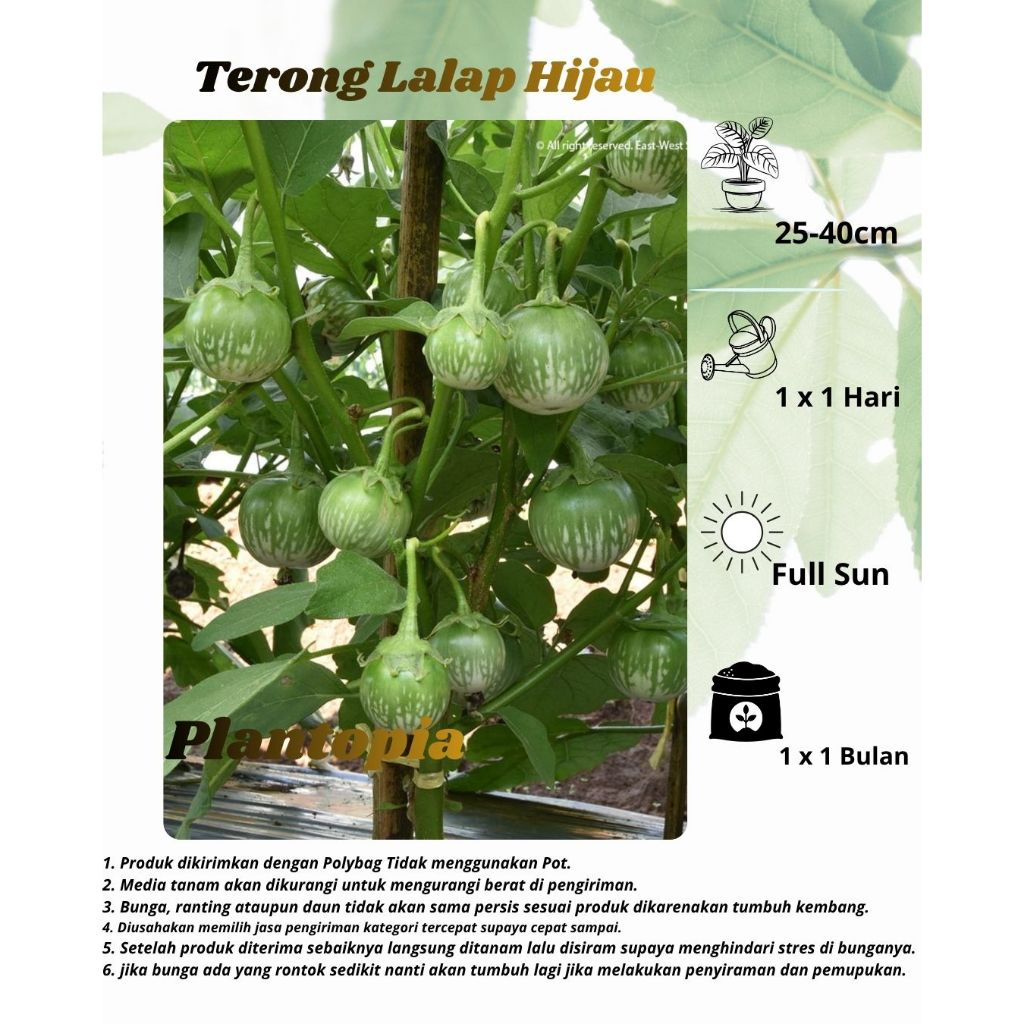 Terong Lalap Hijau - Bibit Tanaman Terong Lalap Hijau (Terong Bulat)