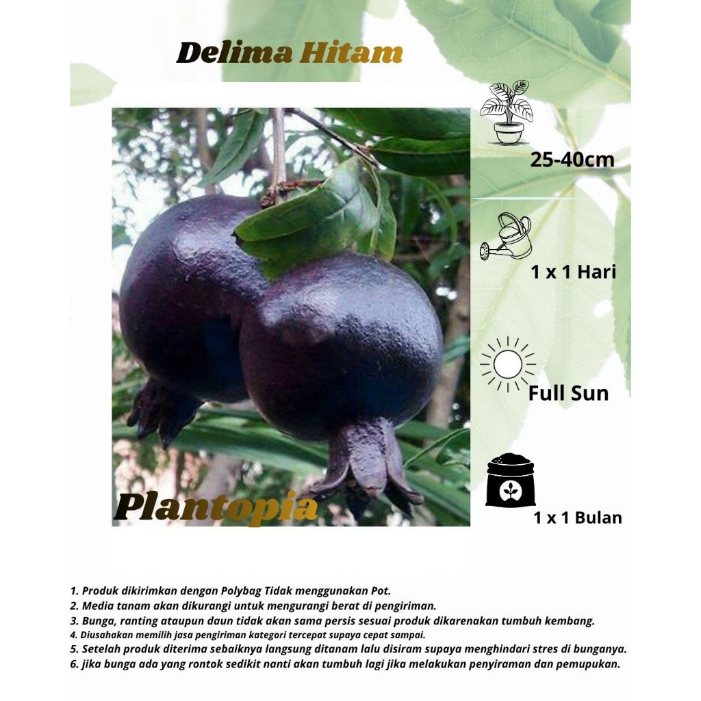 Delima Hitam - Bibit Tanaman Buah Delima Hitam