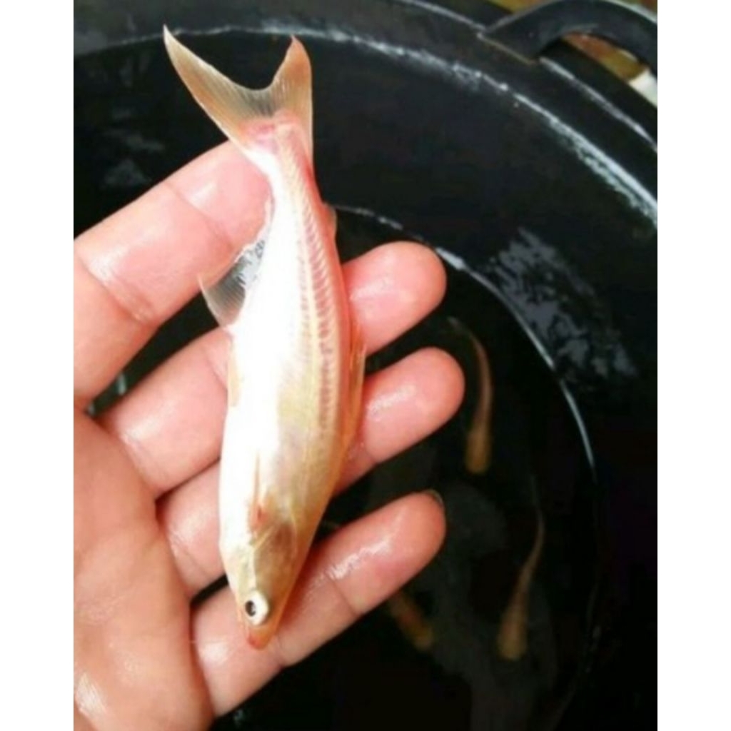 bibit ikan patin albino