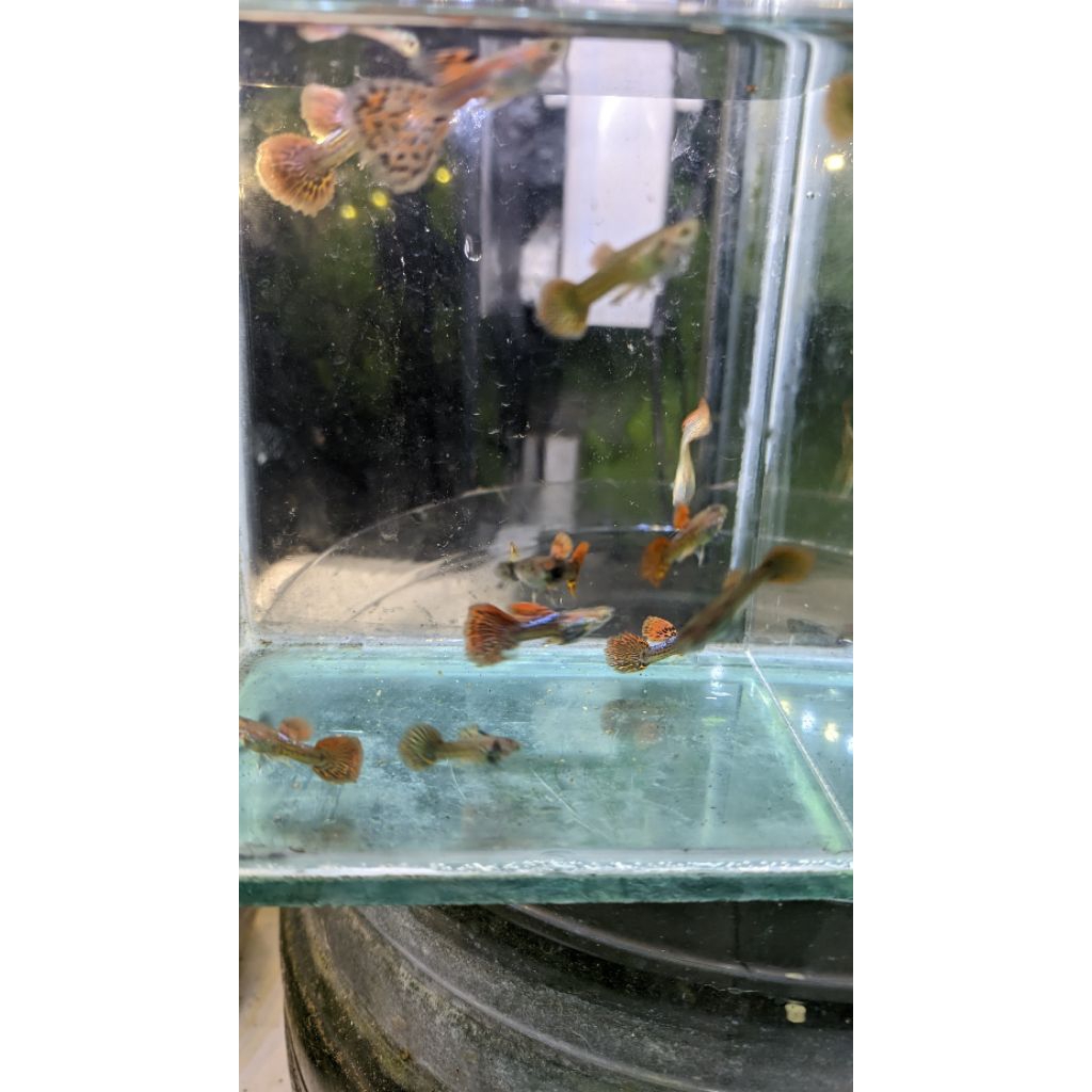 Guppy Red Dragon Dumbo Ear Hiasan Aquascape