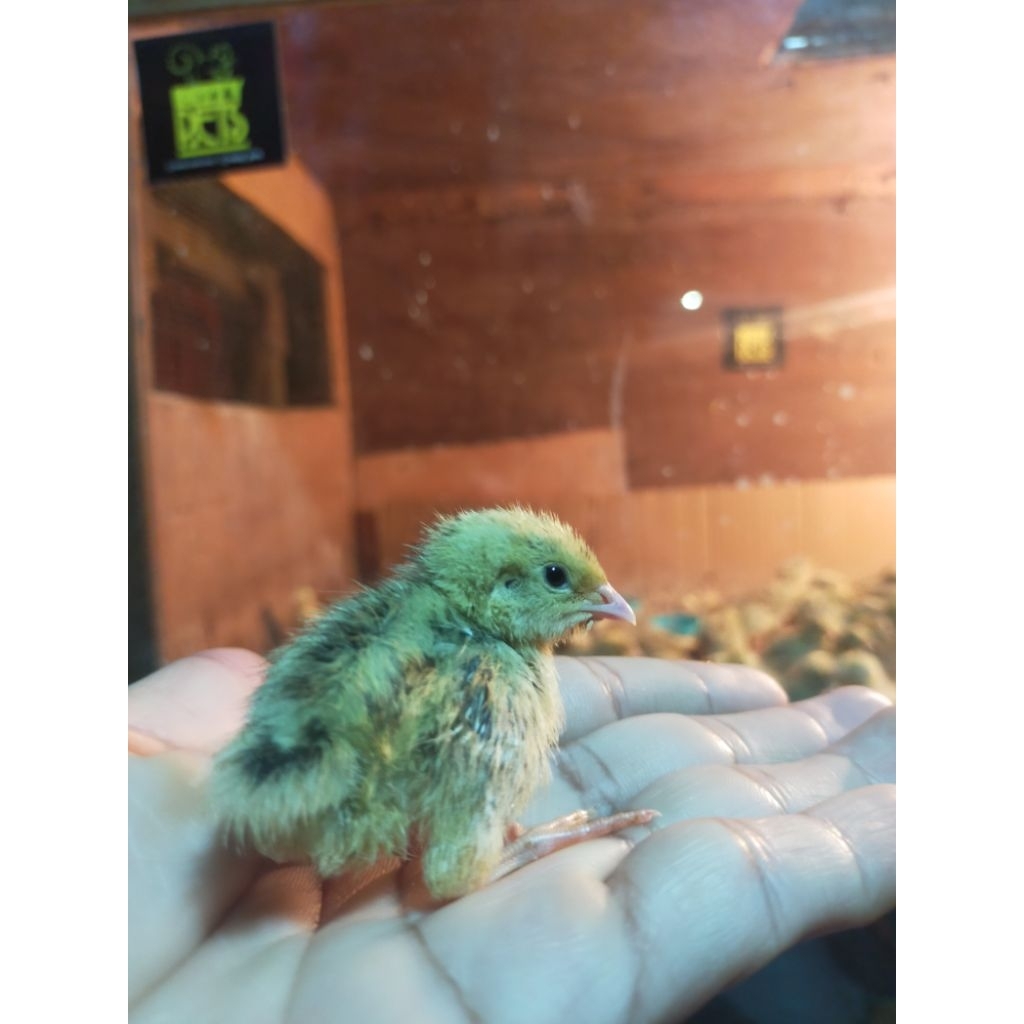 anak burung puyuh hidup usia 1 minggu
