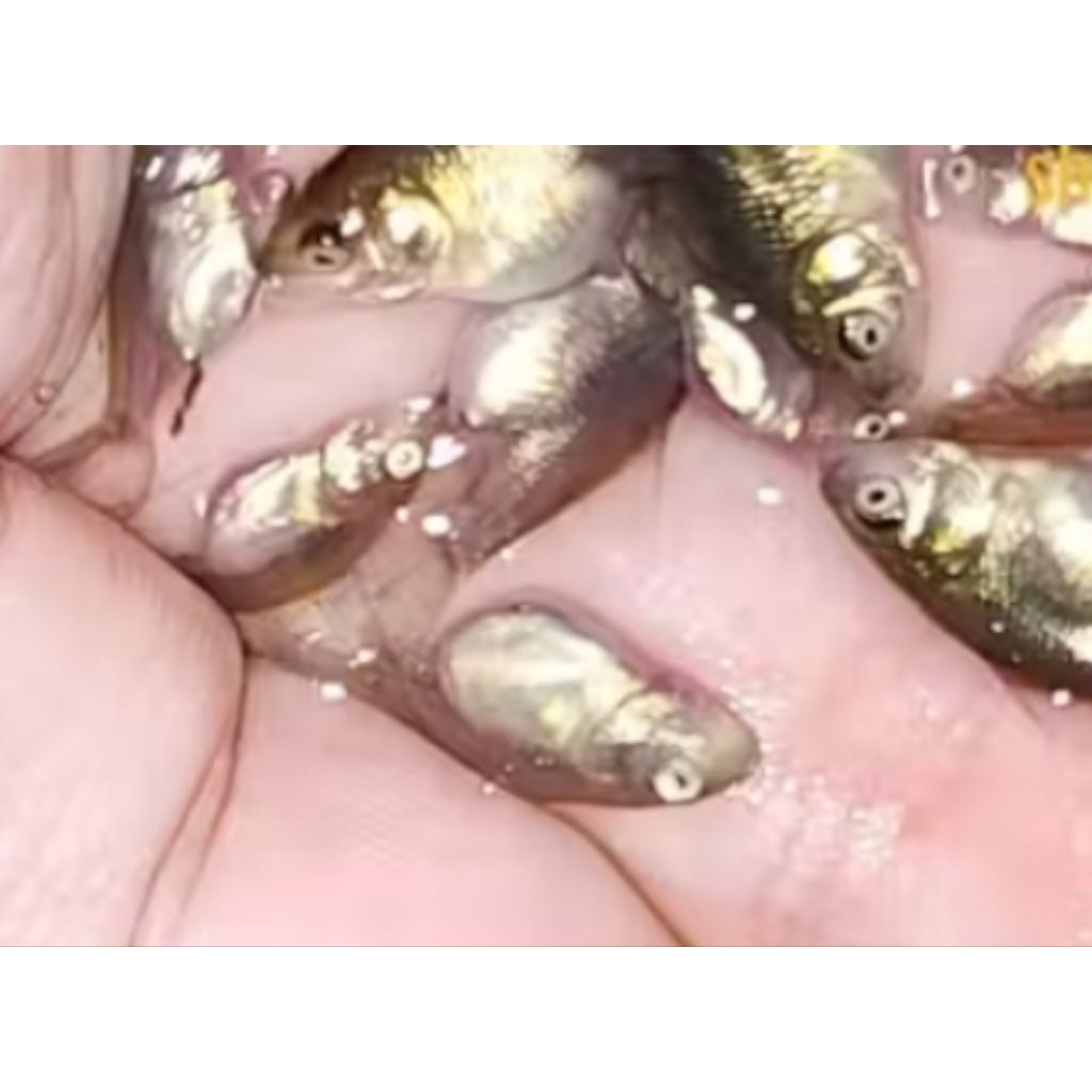 Paket murah 100 ekor bibit ikan hias mas koki oranda berkualitas