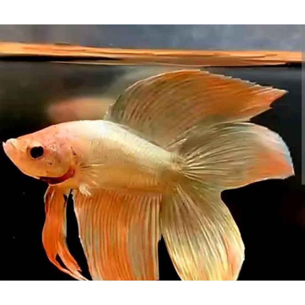Hiasan Akuarium - Patung Cupang Veiltail Double tail