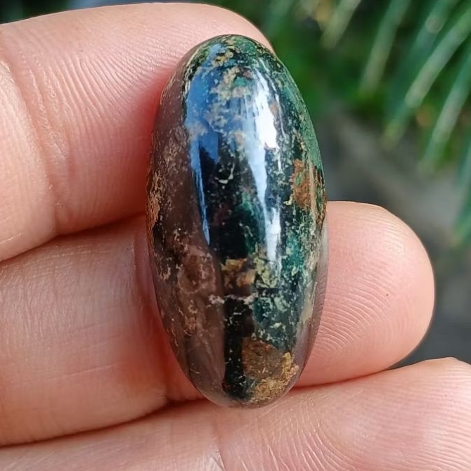 pirus hitam lawasan