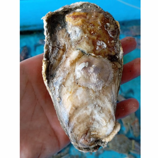 Kerang Tiram Oyster Hidup 1Kg Live Seafood