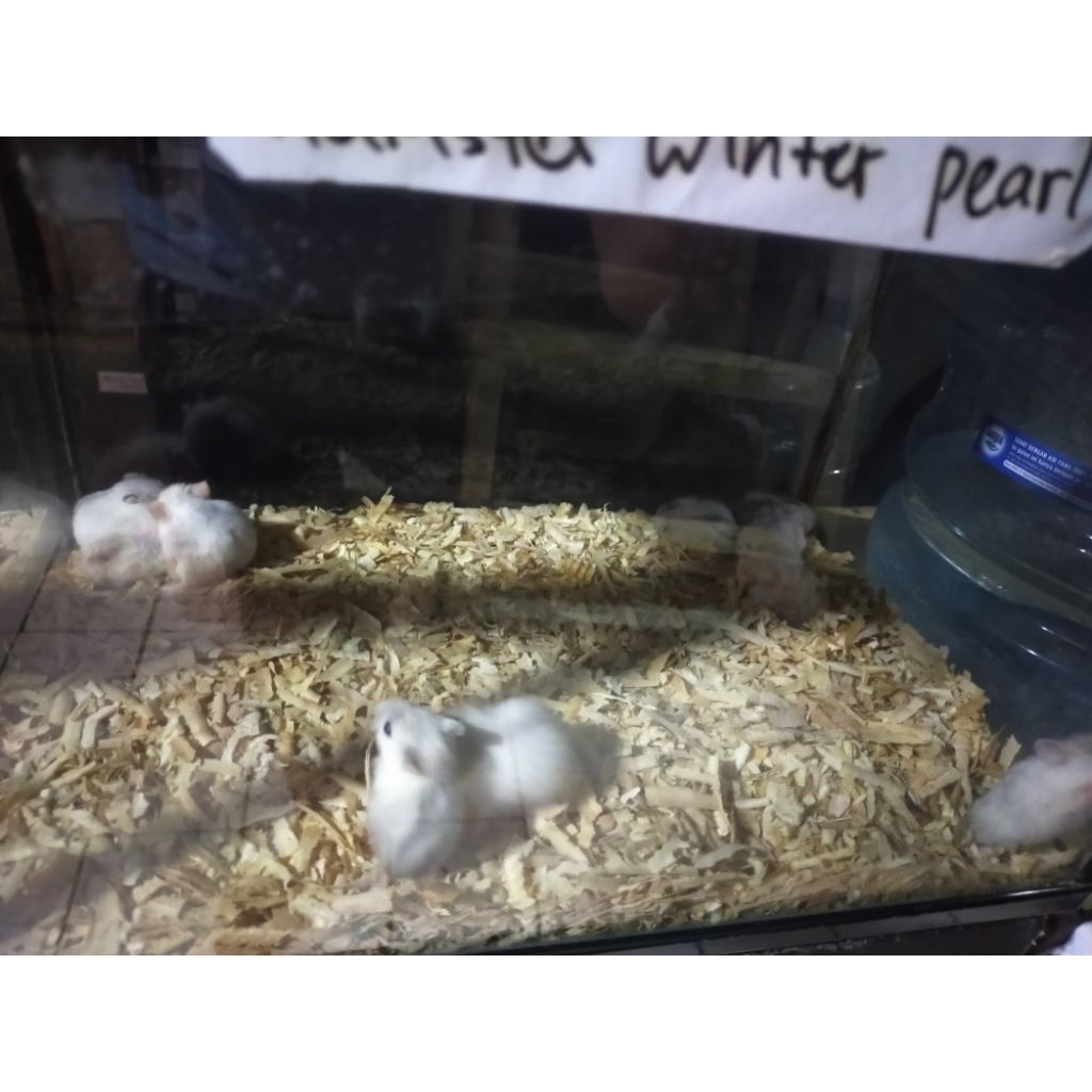 hamster winter white pearl